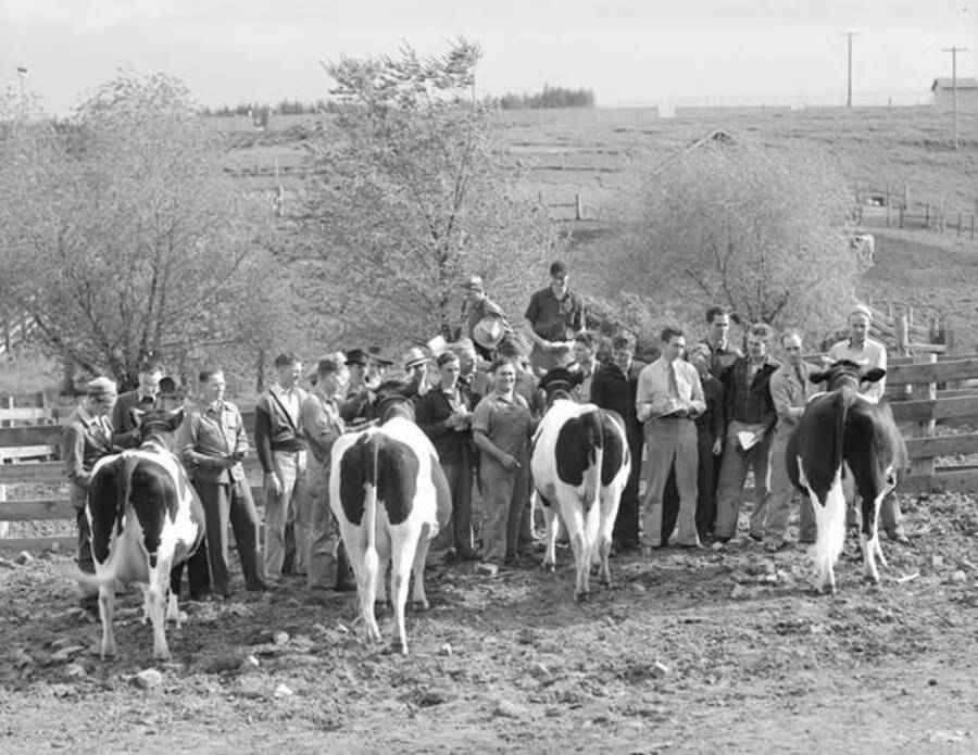 1940 photograph of Dairy Farm and Creamery. Students displaying Holstein cows. [PG1_205-67]