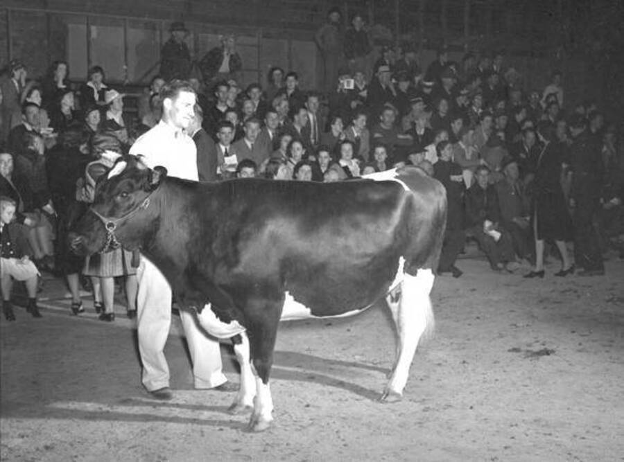 1940 photograph of Dairy Farm and Creamery. Grand champion Holstein cow. [PG1_205-70]