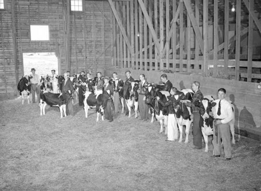 1941 photograph of Dairy Farm and Creamery. Holstein cows being judged in a barn. [PG1_205-72]