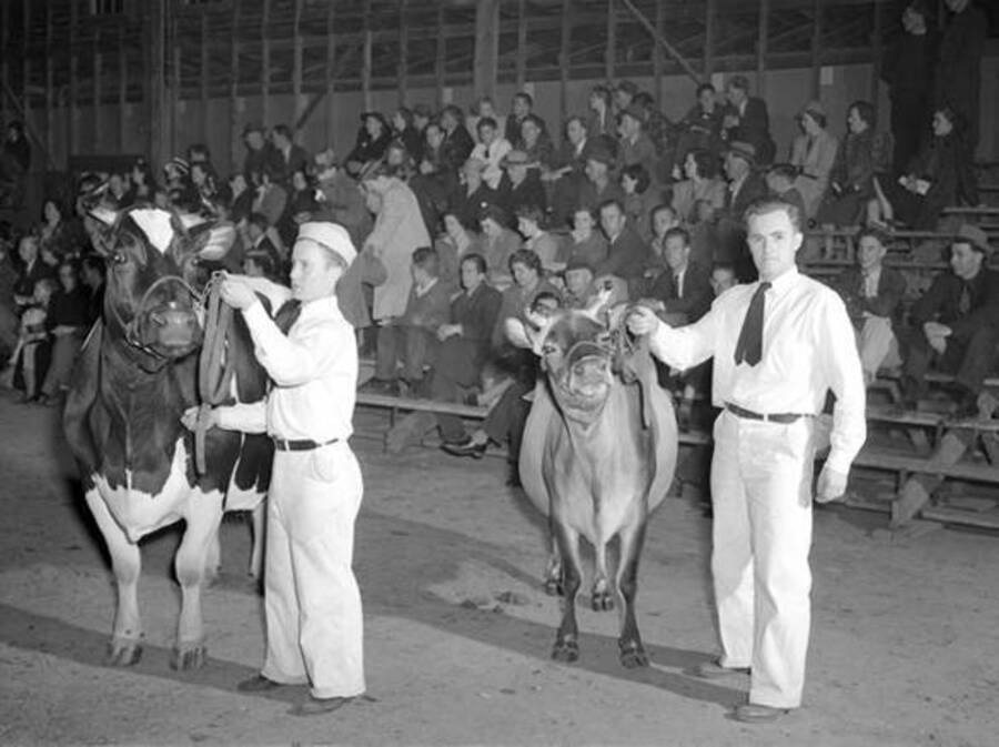 1941 photograph of Dairy Farm and Creamery. Two grand champion dairy cows. [PG1_205-73]