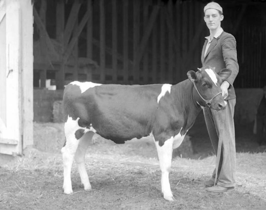 1941 photograph of Dairy Farm and Creamery. A student holding the lead line of a Holstein calf. [PG1_205-74]