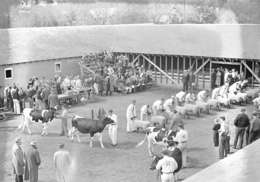 1943 photograph of Dairy Farm and Creamery. Juding sheep and cattle. [PG1_205-76]