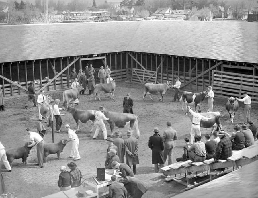 1943 photograph of Dairy Farm and Creamery. Cattle being judged in outside a barn. [PG1_205-77]