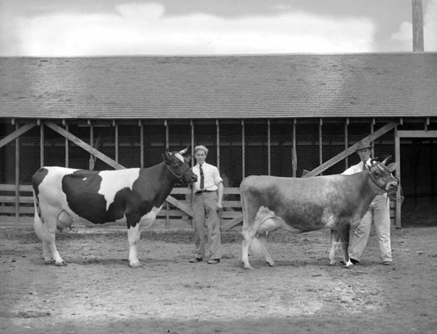 1943 photograph of Dairy Farm and Creamery. Two champion diary cows. [PG1_205-79]