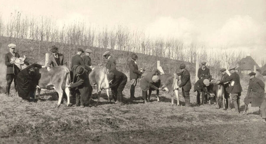 1934 photograph of Dairy Farm and Creamery. Four cows are examined by the dairy judging team on a hillside. [PG1_205-08]