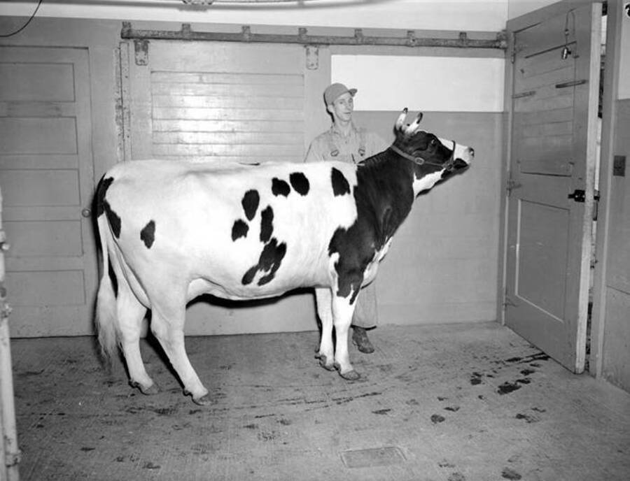 1945 photograph of Dairy Farm and Creamery.A student leading a Holstein cow. [PG1_205-80]