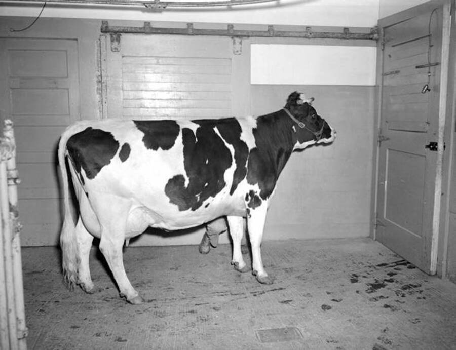 1945 photograph of Dairy Farm and Creamery. A student hiding behind a holstein cow. [PG1_205-81]