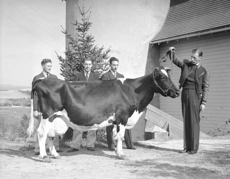 1945 photograph of Dairy Farm and Creamery. The dairy judging team standing behind a cow. [PG1_205-83]