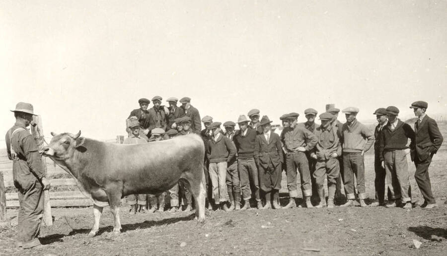 1932 photograph of Dairy Farm and Creamery. Cattle class studies a single cow in an enclosure. [PG1_205-09]
