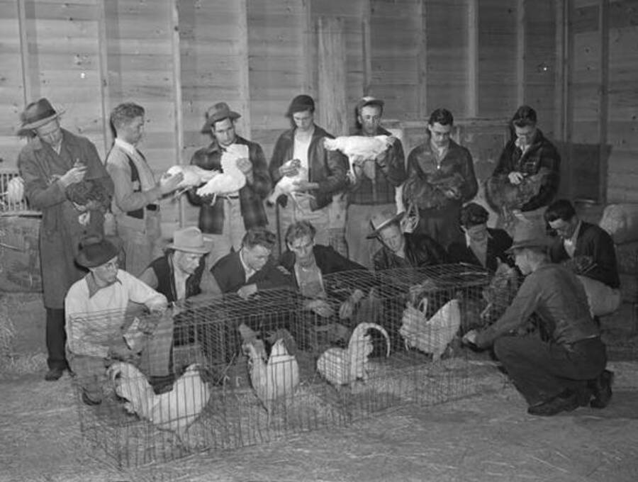 1941 photograph of University Farm. Chickend being judged. [PG1_206-11]