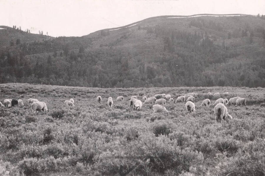 1936-06-10 photograph of University Farm. Sheep grazing in a field. [PG1_206-13]