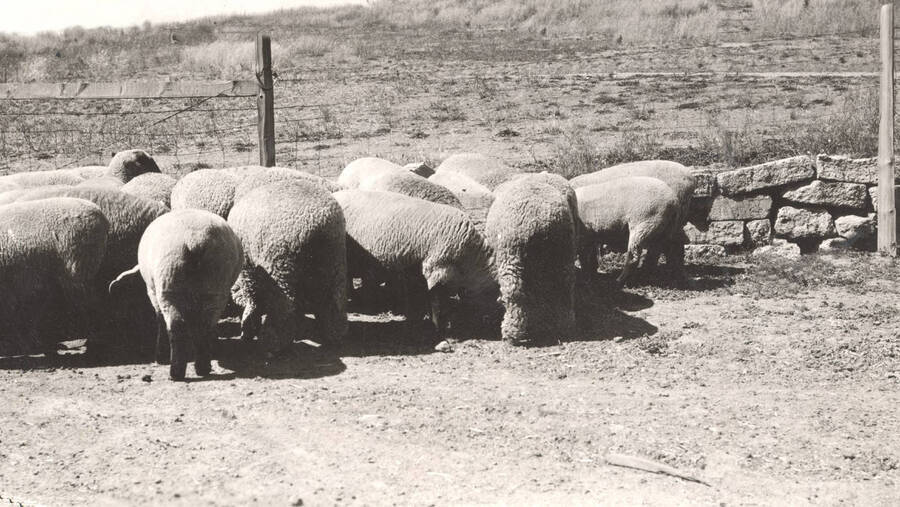 1936 photograph of University Farm. A herd of sheep feeding in an enclosure. [PG1_206-14]