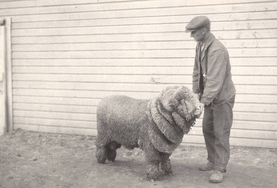 Man with sheep. Judging? University of Idaho [206-16]