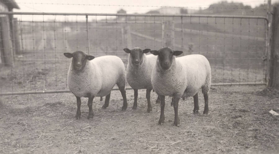 1936 photograph of University Farm. Three shep in an enclosure. [PG1_206-17]