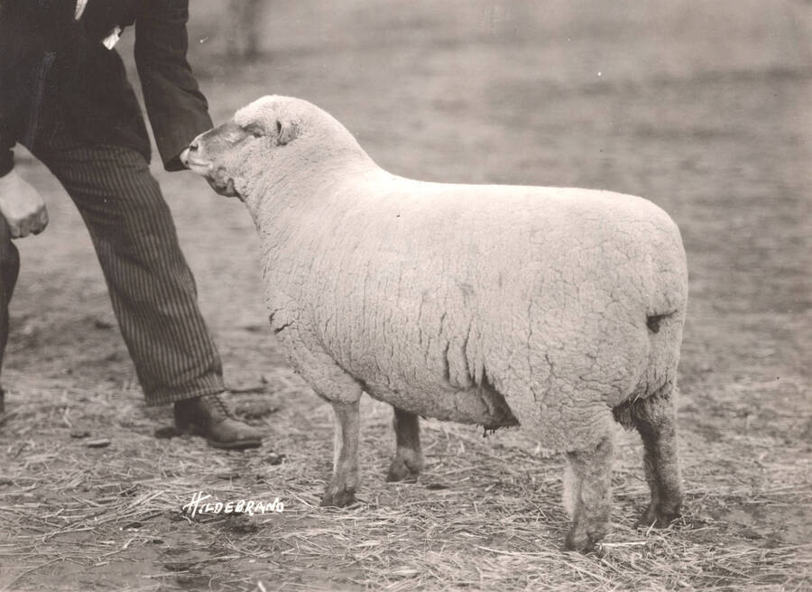 1936 photograph of University Farm. A man holds the head of a sheep. [PG1_206-18]