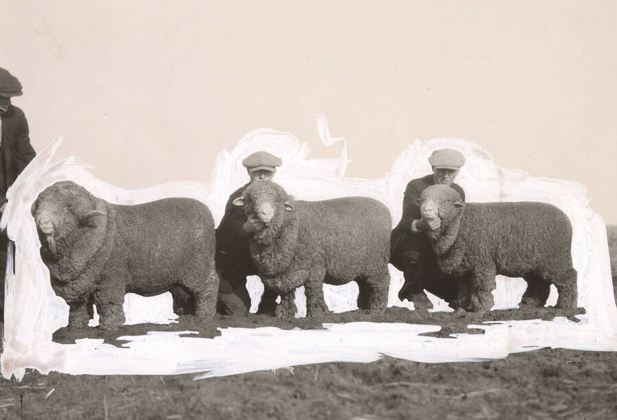 Three men with three sheep. Judging? University of Idaho. [206-19]