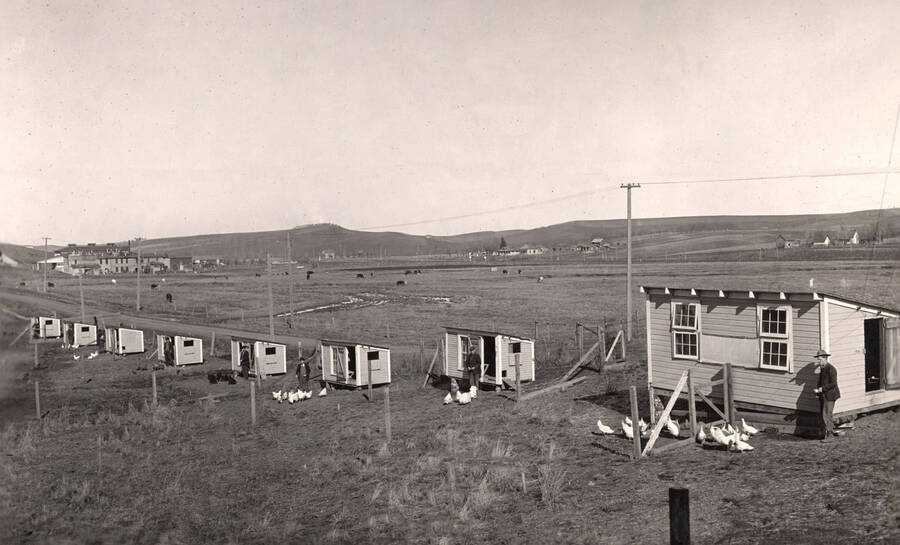 1922 photograph of University Farm. A row of poultry houses. [PG1_206-02]