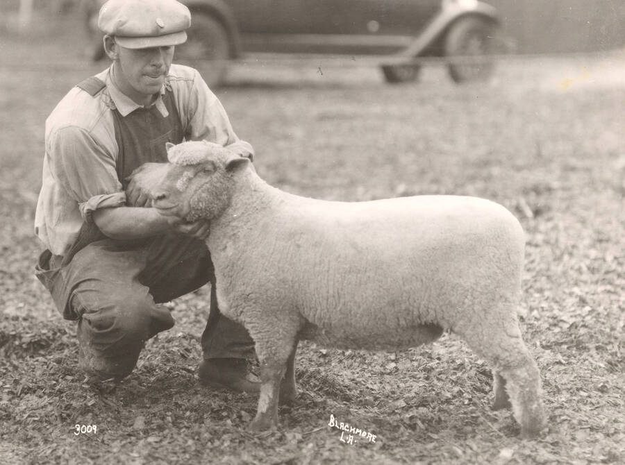 1936 photograph of University Farm. A man holds the head of a sheep. [PG1_206-20]