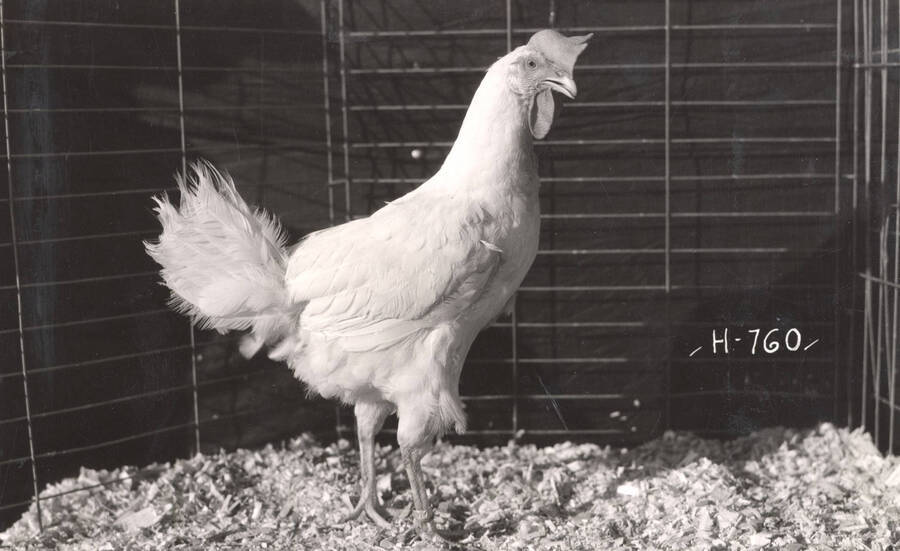 1936 photograph of University Farms. A chicken stands in a cage. [PG1_206-21]