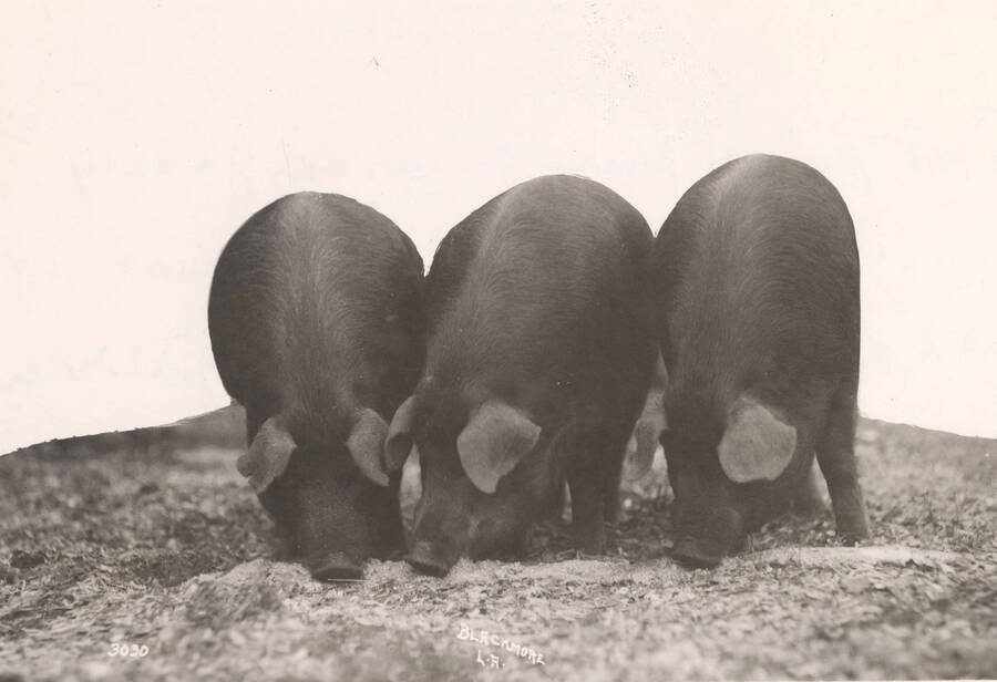 1936 photograph of University Farms. Three pigs rut on the ground. [PG1_206-22]