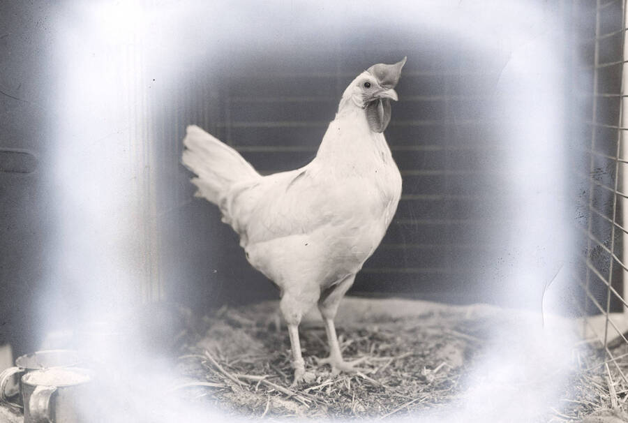 1936 photograph of University Farms. A chicken stands in a cage. [PG1_206-23]
