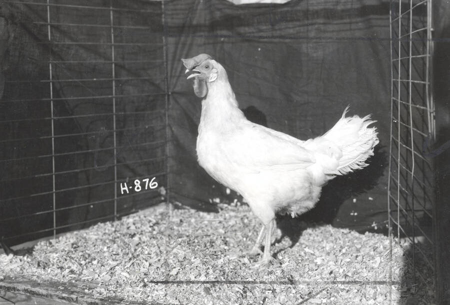 1936 photograph of University Farms. A chicken stands in a cage. [PG1_206-24]