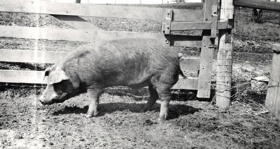 1935 photograph of University Farms. A pig in a pigsty. [PG1_206-25]