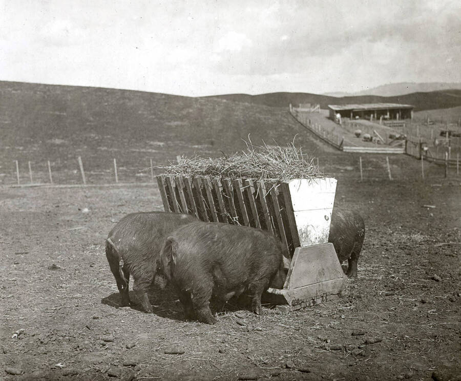 1935 photograph of University Farms. Three pigs feed at a trough. [PG1_206-26]