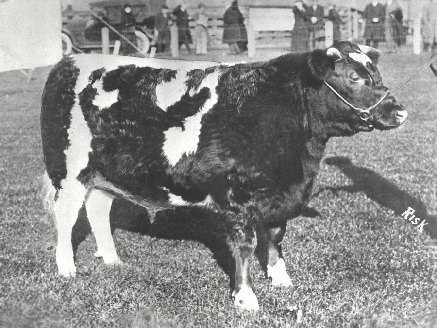 1935 photograph of University Farms. A jersey cow in an outdoor enclosure with people in the background. [PG1_206-27]