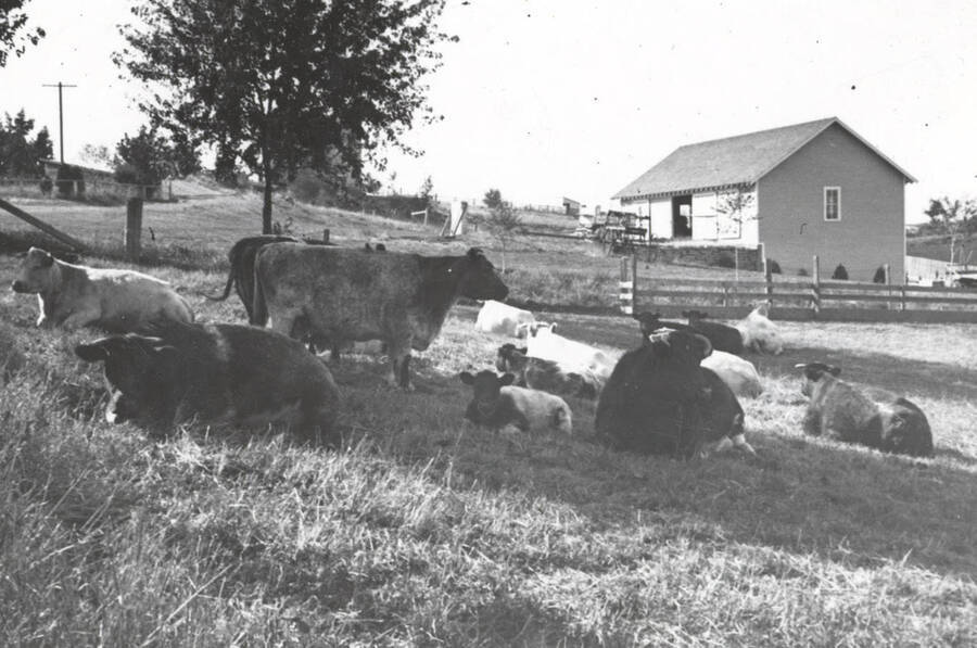 1935 photograph of University Farms. Cattle lying on the ground in a field. [PG1_206-28]