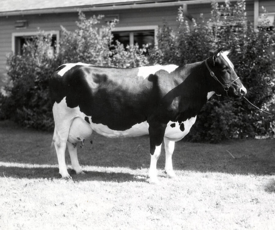 1935 photograph of University Farms. A Holstein cow standing in front of bushes. [PG1_206-29]