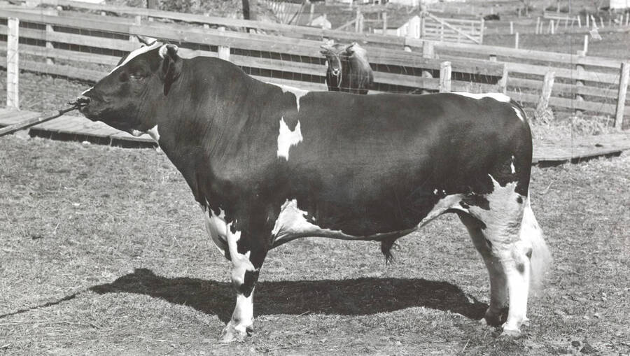 1935 photograph of University Farms. A Holstein bull standing in an outdoor enclosure. [PG1_206-30]