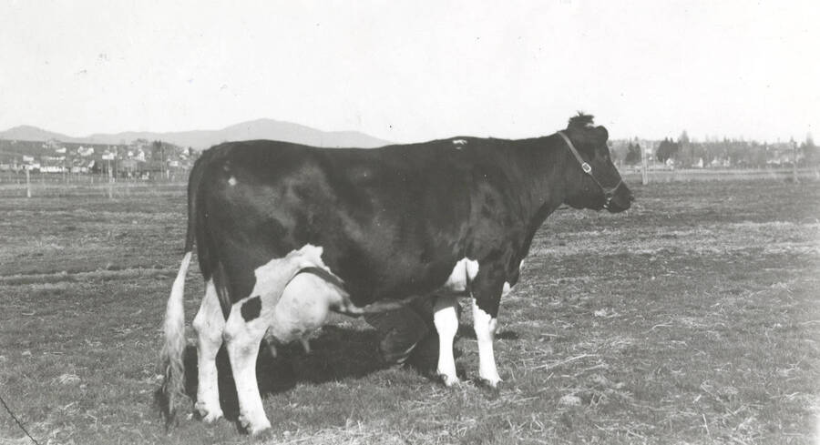 1935 photograph of University Farms. A Holstein cow standing in an outdoor enclosure. [PG1_206-31]