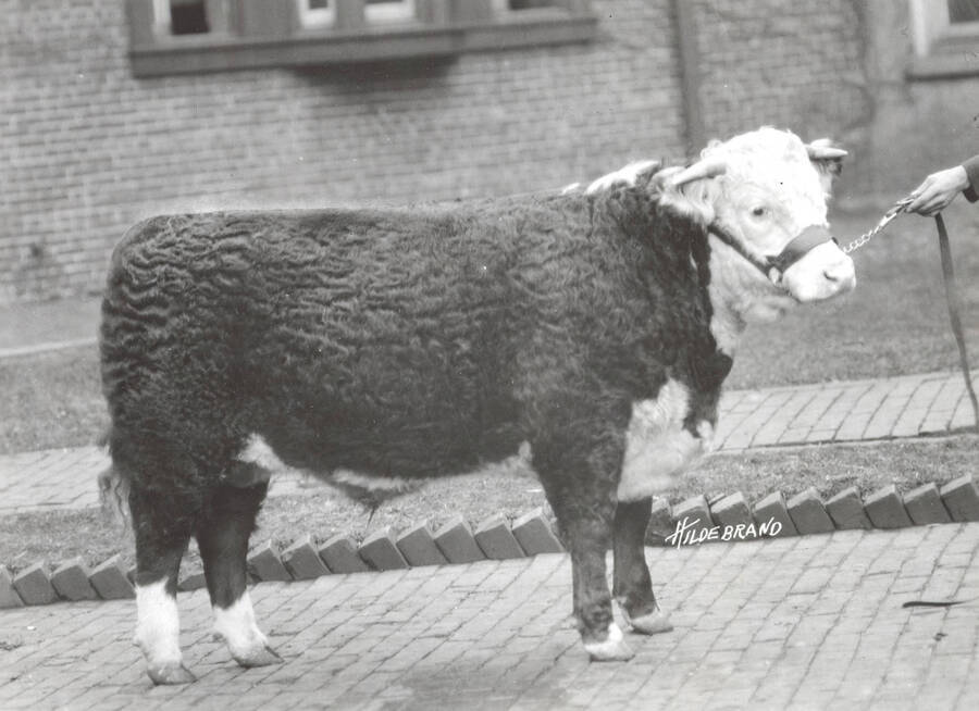 1935 photograph of University Farms. A Jersey calf standing in front of a building. [PG1_206-32]