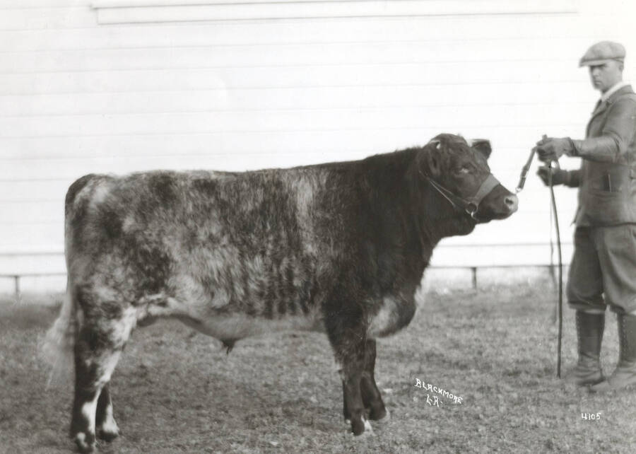 1935 photograph of University Farms. A Jersey bull standing in an enclosure with a student. [PG1_206-33]
