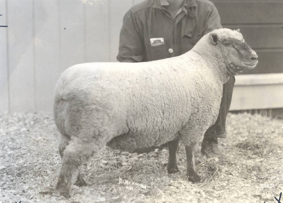 1935 photograph of University Farms. A sheep being judged. [PG1_206-34]