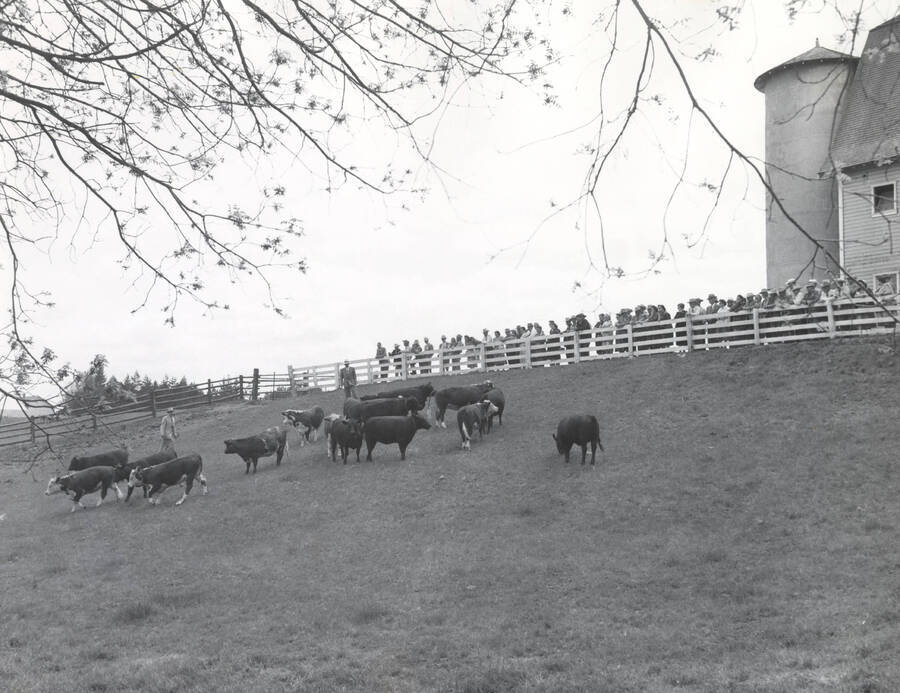 1935 photograph of University Farms. Cattle grazing in a grassy field. Observers in front of a barn in the background. [PG1_206-35]