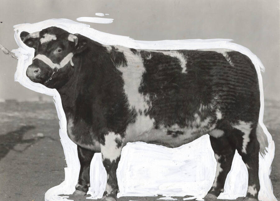 1935 photograph of University Farms white paint on photograph. A Holstein bull in an outdoor enclosure. [PG1_206-36]