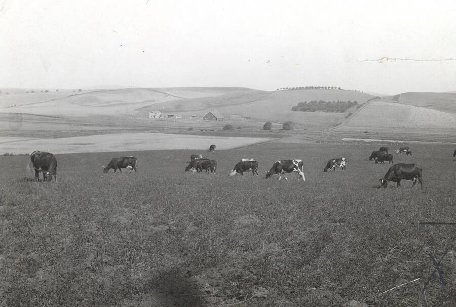 1935 photograph of University Farms. Cattle grazing in a grassy field. [PG1_206-37]