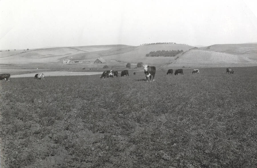 1935 photograph of University Farms. Cattle grazing in a grassy field. [PG1_206-38]