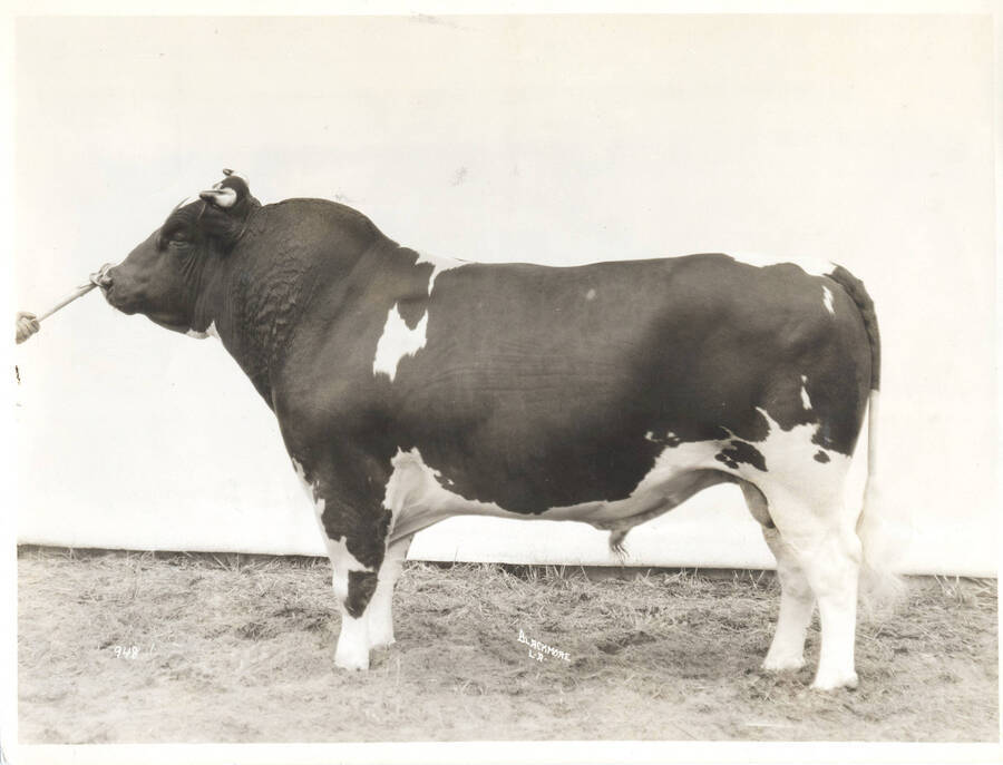 1935 photograph of University Farms. A Holstein bull standing in front of a wall. [PG1_206-39]