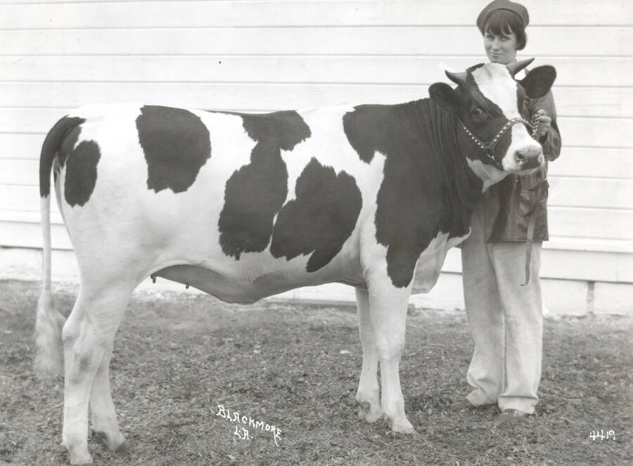 1935 photograph of University Farms. A student holds a Colstein cow in front of a wall. [PG1_206-40]