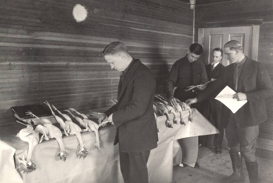 1922 photograph ofUniversity Farm. Dressed chickens are judged by students. [PG1_206-06]