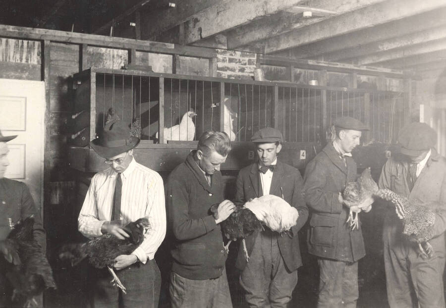 1922 photograph of University Farm. Students judge live chickens for class. [PG1_206-07]