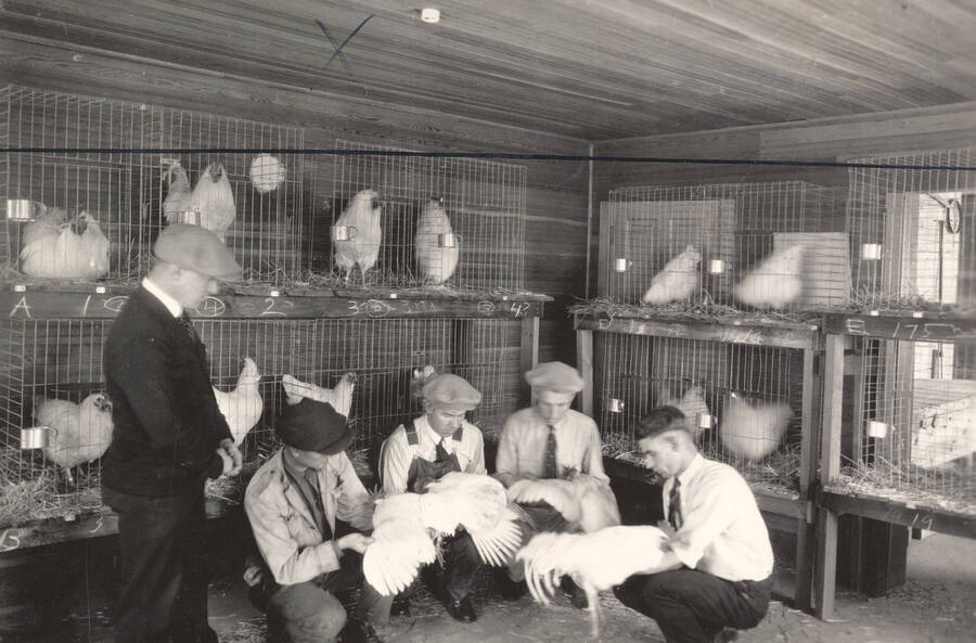 1922 photograph of University Farm. Students judge live chickens during class. [PG1_206-08]