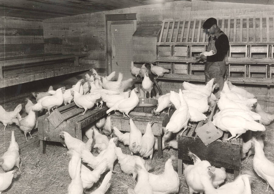 1922 photograph of University Farm. Chickens and a student inside of a poultry house. [PG1_206-09]