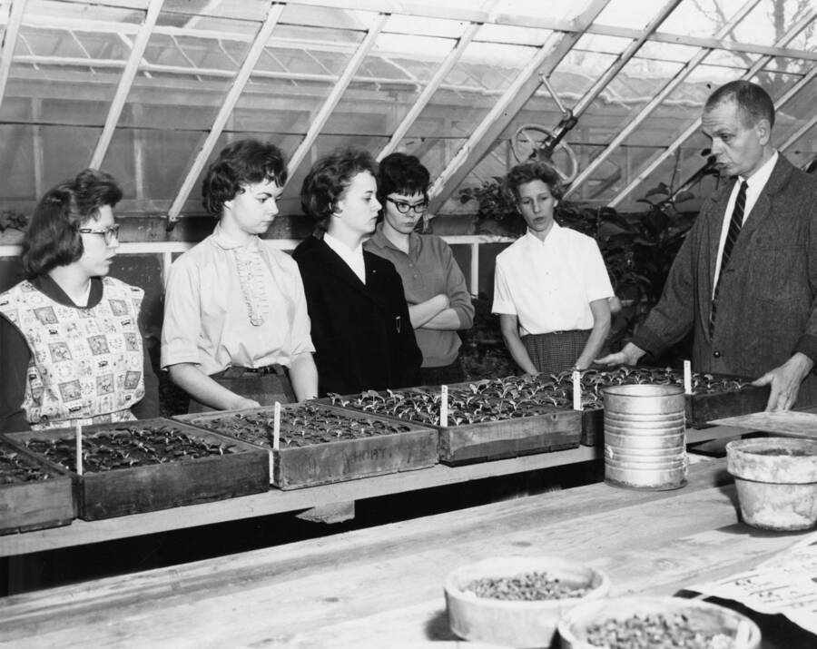 1961 photograph of Plant Sciences. Students examine trays of flower seedlings in a greenhouse. Donor: Photo Center. [PG1_210-20]