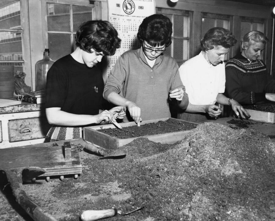 1961 photograph of Plant Sciences. Students examine trays of flower seedlings. Donor: Photo Center. [PG1_210-22]