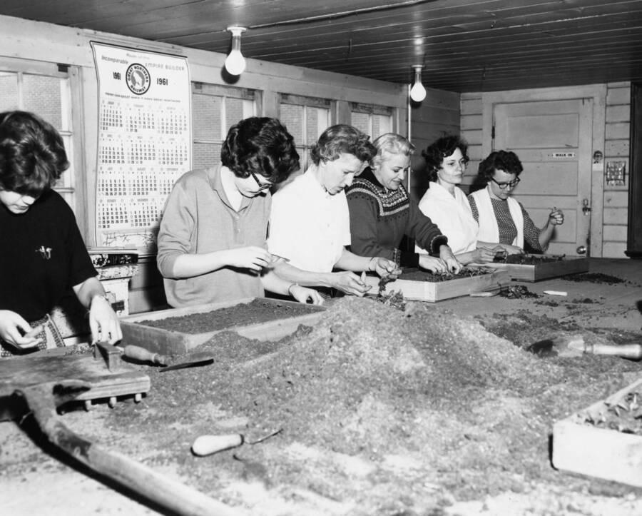 1961 photograph of Plant Sciences. Students examine trays of flower seedlings. Donor: Photo Center. [PG1_210-25]