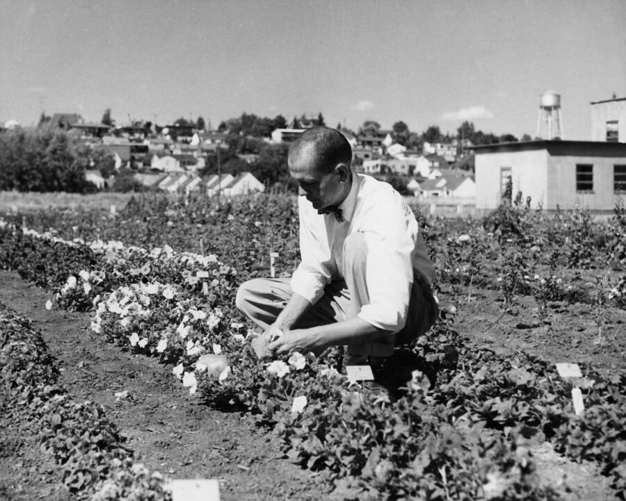 1950 photograph of Plant Sciences. William Synder in Mum test gerden inspecting low plants. Donor: Publications Dept. [PG1_210-30]